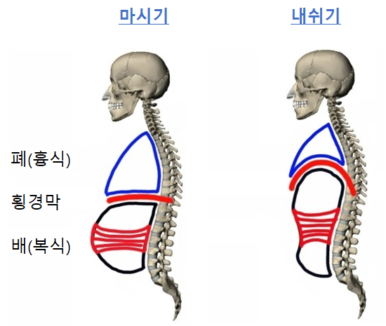 복식호흡 — 횡격막을 사용한 깊은 호흡으로 자율신경계를 안정시키는 과정
