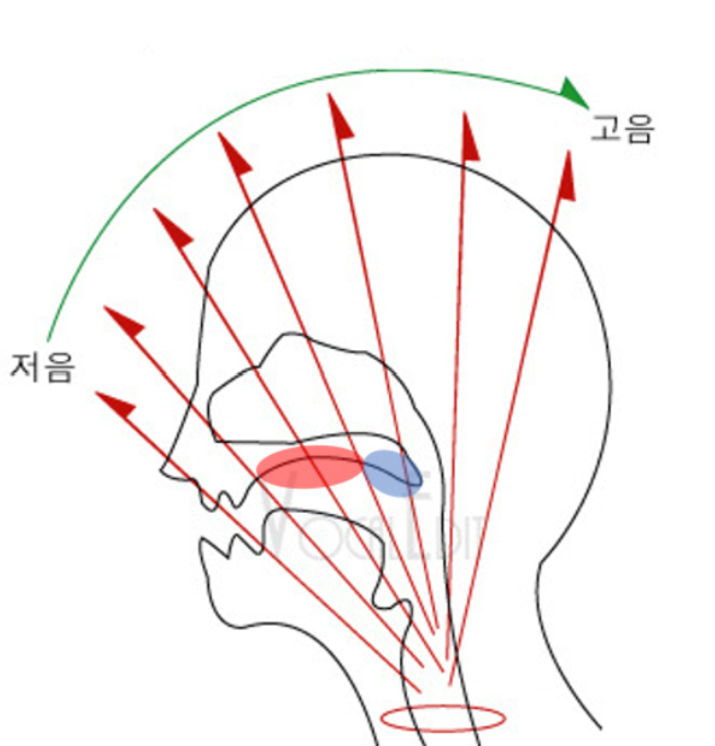 비강 공명의 원리 — 소리가 구강을 넘어 비강까지 올라가 울리는 경로